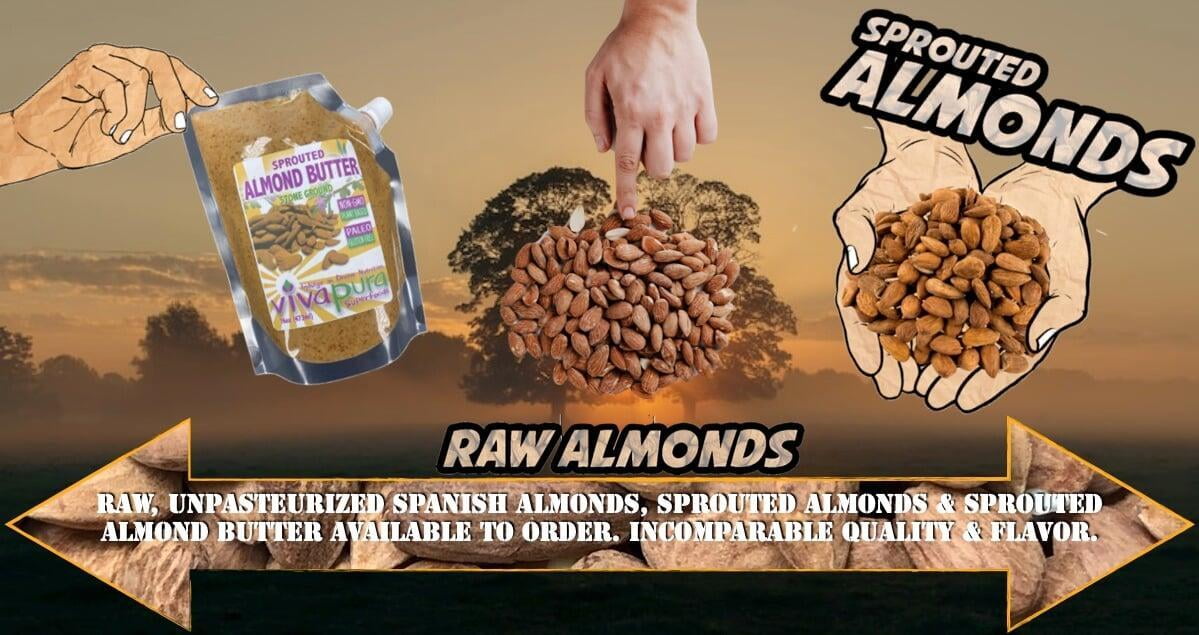 Almonds In stock Hand from above Banner