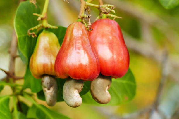 Best Type of Cashew for Cooking